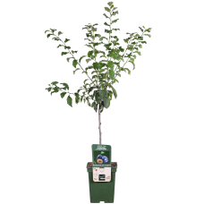 Hoogeveen Prunus Domestica 'Hauszwetsche' - 100 cm, Ø23 cm