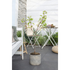 Hoogeveen Prunus Domestica 'Opal' - 100 cm, Ø23 cm