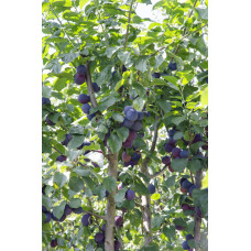 Hoogeveen Prunus Domestica 'Opal' - 100 cm, Ø23 cm