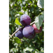 Hoogeveen Prunus Domestica 'Opal' - 100 cm, Ø23 cm