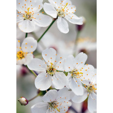 Hoogeveen Prunus Domestica 'Opal' - 100 cm, Ø23 cm