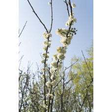 Hoogeveen Prunus Domestica 'Opal' - 100 cm, Ø23 cm