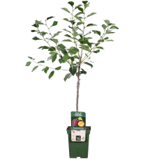 Hoogeveen Prunus Domestica 'Opal' - 100 cm, Ø23 cm