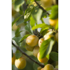 Hoogeveen Prunus Domestica 'Reine-Claude Vert' - 100 cm, Ø23 cm