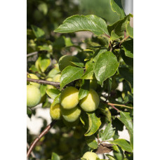 Hoogeveen Prunus Domestica 'Reine-Claude Vert' - 100 cm, Ø23 cm