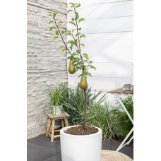 Hoogeveen Pyrus Communis 'Bonne Louise D'avranches' - 120 cm, Ø23 cm