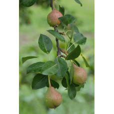 Hoogeveen Pyrus Communis 'Bonne Louise D'avranches' - 120 cm, Ø23 cm