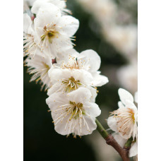 Hoogeveen Pyrus Communis 'Bonne Louise D'avranches' - 120 cm, Ø23 cm