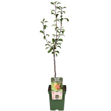 Hoogeveen Pyrus Communis 'Bonne Louise D'avranches' - 120 cm, Ø23 cm