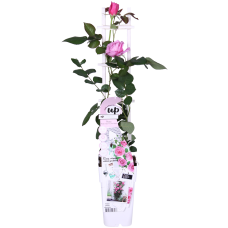 Hoogeveen Rosa Crazy In Love 'Pink' - 65 cm, Ø15 cm