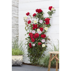 Hoogeveen Rosa Crazy In Love 'Pink' - 65 cm, Ø15 cm