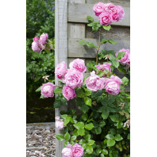 Hoogeveen Rosa Crazy In Love 'Pink' - 65 cm, Ø15 cm