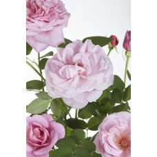 Hoogeveen Rosa Crazy In Love 'Pink' - 65 cm, Ø15 cm