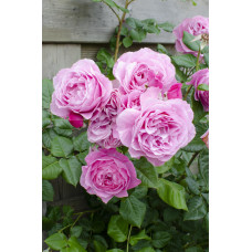 Hoogeveen Rosa Crazy In Love 'Pink' - 65 cm, Ø15 cm