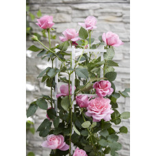 Hoogeveen Rosa Crazy In Love 'Pink' - 65 cm, Ø15 cm
