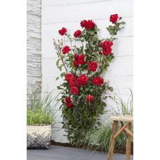 Hoogeveen Rosa Crazy In Love 'Red' - 65 cm, Ø15 cm