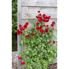 Hoogeveen Rosa Crazy In Love 'Red' - 65 cm, Ø15 cm