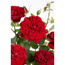 Hoogeveen Rosa Crazy In Love 'Red' - 65 cm, Ø15 cm