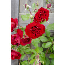 Hoogeveen Rosa Crazy In Love 'Red' - 65 cm, Ø15 cm