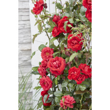 Hoogeveen Rosa Crazy In Love 'Red' - 65 cm, Ø15 cm