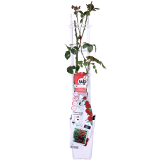 Hoogeveen Rosa Crazy In Love 'Red' - 65 cm, Ø15 cm