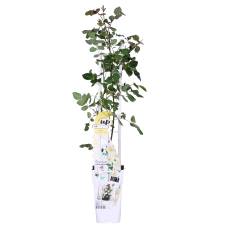 Hoogeveen Rosa Crazy In Love 'Vanilla' - 65 cm, Ø15 cm