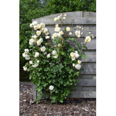 Hoogeveen Rosa Crazy In Love 'Vanilla' - 65 cm, Ø15 cm