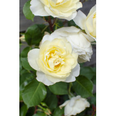 Hoogeveen Rosa Crazy In Love 'Vanilla' - 65 cm, Ø15 cm