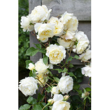 Hoogeveen Rosa Crazy In Love 'Vanilla' - 65 cm, Ø15 cm