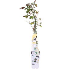 Hoogeveen Rosa Crazy In Love 'Vanilla' - 65 cm, Ø15 cm