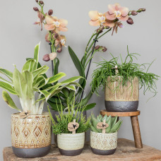 Kolibri Echeveria Miranda - Ø 6 cm