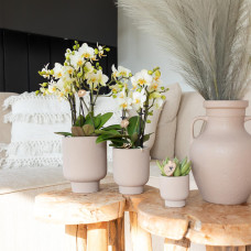 Kolibri Echeveria Miranda - Ø 6 cm