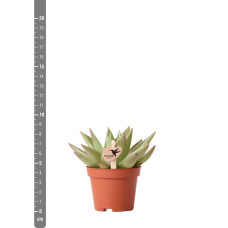 Kolibri Echeveria Miranda - Ø 6 cm