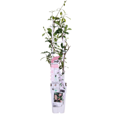 Hoogeveen Trachelospermum 'Star Of Ibiza' - 65 cm, Ø15 cm