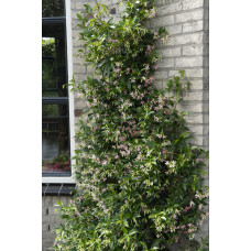 Hoogeveen Trachelospermum 'Star Of Ibiza' - 65 cm, Ø15 cm