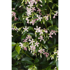 Hoogeveen Trachelospermum 'Star Of Ibiza' - 65 cm, Ø15 cm