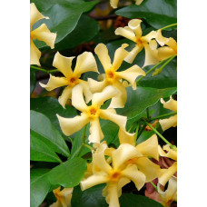 Hoogeveen Trachelospermum 'Star Of Toscana' - 65 cm, Ø15 cm