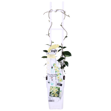 Hoogeveen Trachelospermum 'Star Of Toscana' - 65 cm, Ø15 cm