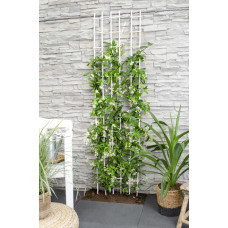 Hoogeveen Trachelospermum 'Star Of Venice' - 65 cm, Ø15 cm