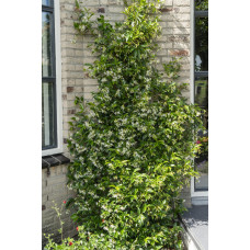 Hoogeveen Trachelospermum 'Star Of Venice' - 65 cm, Ø15 cm