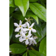 Hoogeveen Trachelospermum 'Star Of Venice' - 65 cm, Ø15 cm