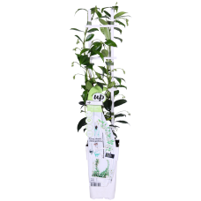 Hoogeveen Trachelospermum 'Star Of Venice' - 65 cm, Ø15 cm