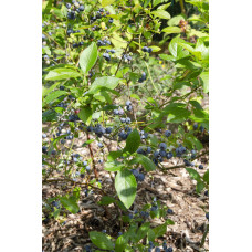 Hoogeveen Vaccinium Corymbosum 'Brigitta Blue' - 45 cm, Ø13 cm