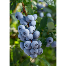 Hoogeveen Vaccinium Corymbosum 'Brigitta Blue' - 45 cm, Ø13 cm