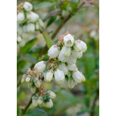 Hoogeveen Vaccinium Corymbosum 'Brigitta Blue' - 45 cm, Ø13 cm