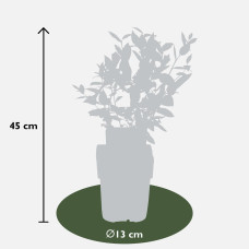 Hoogeveen Vaccinium Corymbosum 'Brigitta Blue' - 45 cm, Ø13 cm
