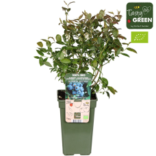 Hoogeveen Vaccinium Corymbosum 'Brigitta Blue' - 45 cm, Ø13 cm