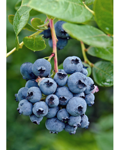 Hoogeveen Vaccinium Corymbosum 'Reka' - 45 cm, Ø13 cm