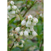 Hoogeveen Vaccinium Corymbosum 'Reka' - 45 cm, Ø13 cm