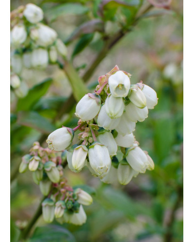 Hoogeveen Vaccinium Corymbosum 'Reka' - 45 cm, Ø13 cm
